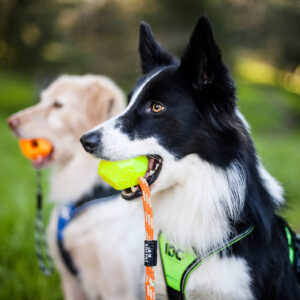 Julius K9 IDC ® Neon floresan top